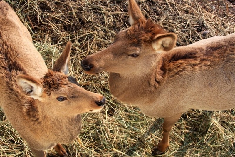 Bayanaul National Park — Kazakhstan’s First National Park & a Natural Wonderland