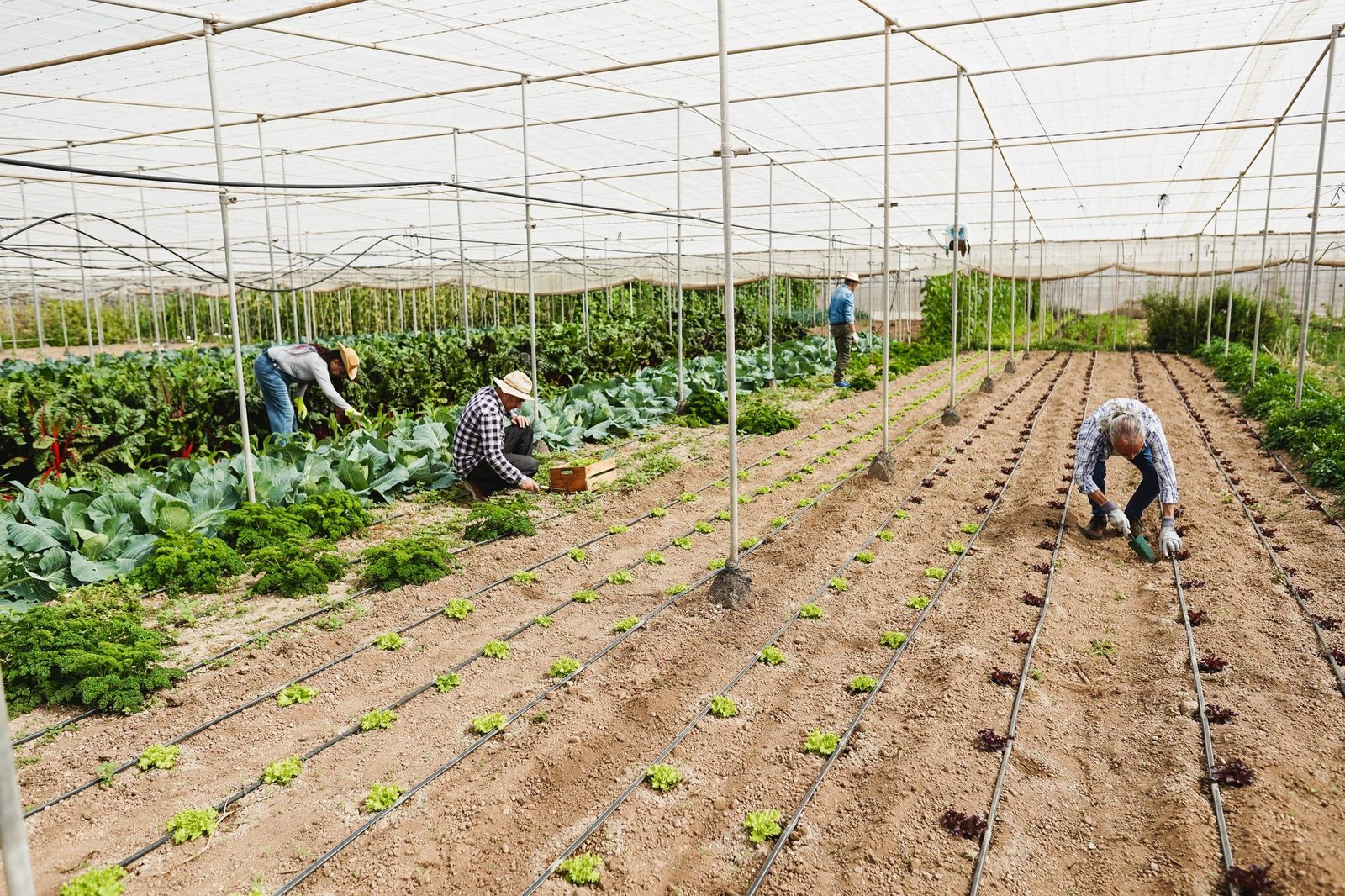 Kazakhstan Unveils Vision for Central Asia’s Largest Agri-Tech Ecosystem