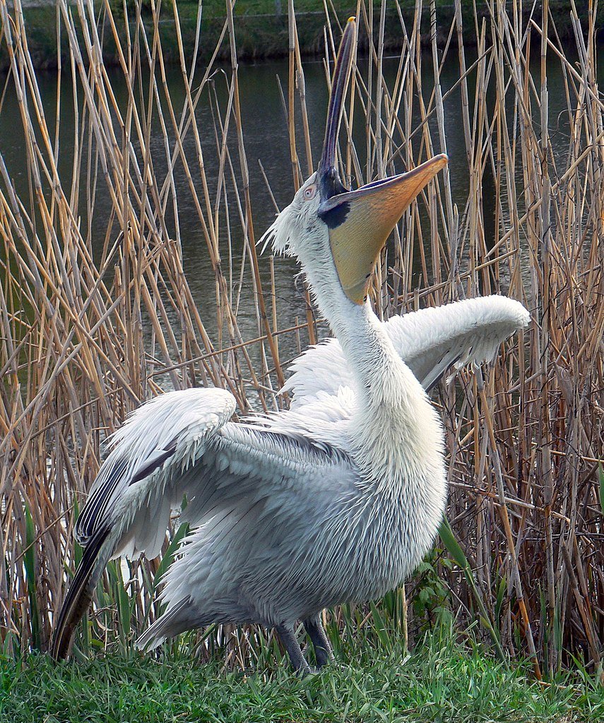 Korgalzhyn Nature Reserve: The Flamingo Kingdom & Wildlife Paradise of Kazakhstan
